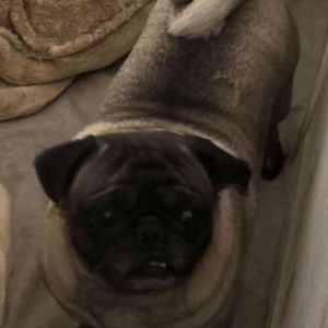 Brownie Pug Dog