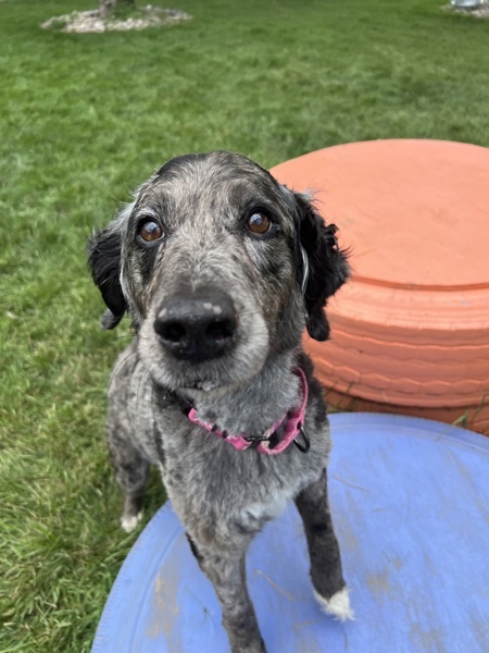 Pepper