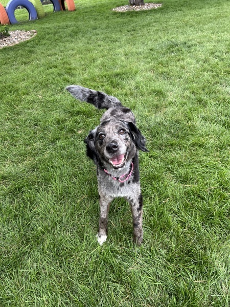 Pepper