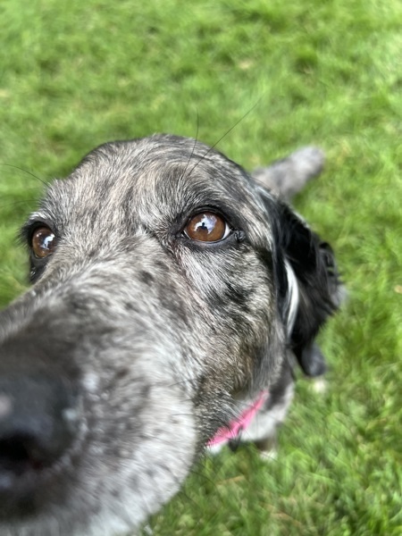 Pepper