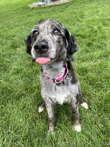 Pepper