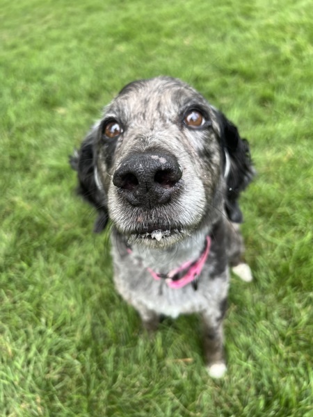 Pepper