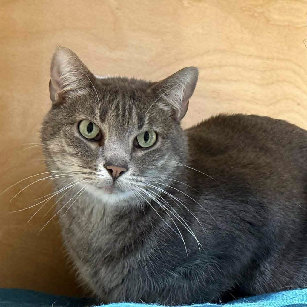 Taffy, an adoptable Domestic Short Hair in Wichita, KS, 67208 | Photo Image 1