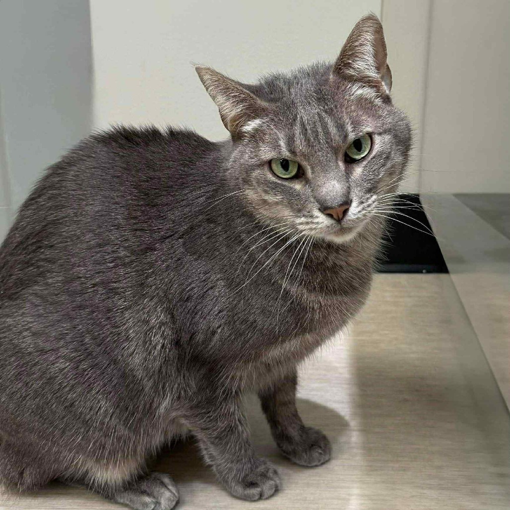 Taffy, an adoptable Domestic Short Hair in Wichita, KS, 67208 | Photo Image 2