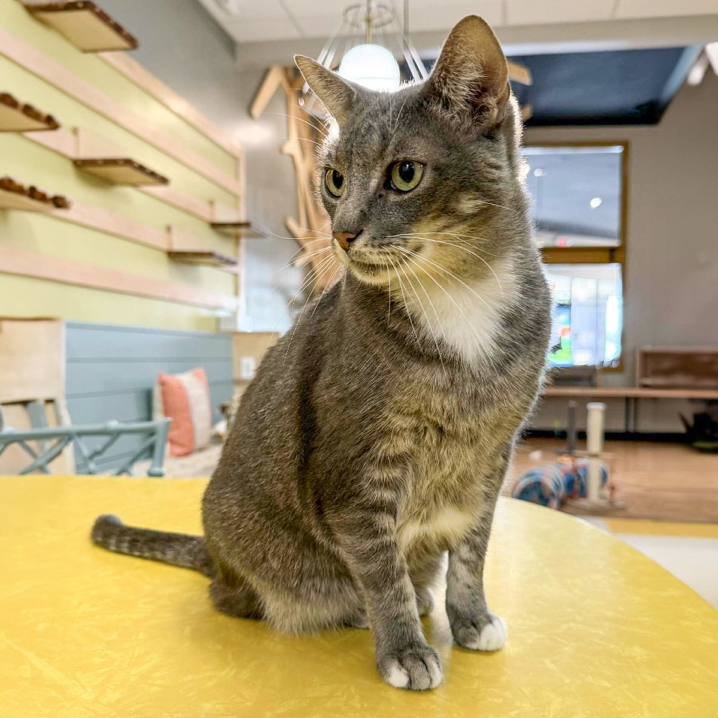 Bobby Joe, an adoptable Domestic Short Hair in Wichita, KS, 67208 | Photo Image 1