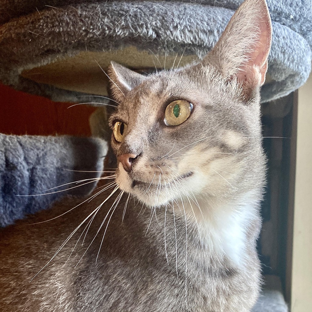 Bobby Joe, an adoptable Domestic Short Hair in Wichita, KS, 67208 | Photo Image 2