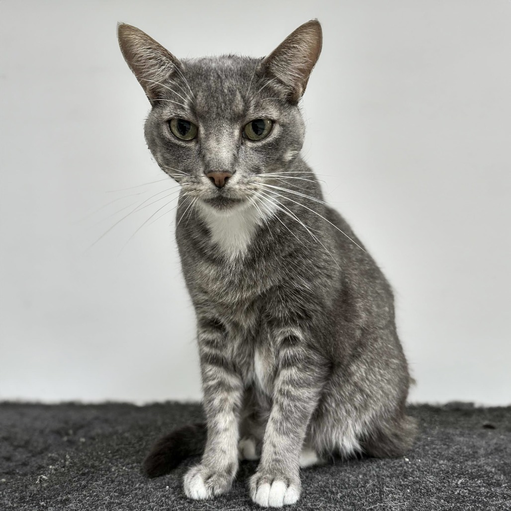 Bobby Joe, an adoptable Domestic Short Hair in Wichita, KS, 67208 | Photo Image 3