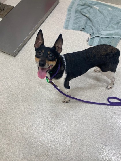Gunner, an adoptable Terrier, Mixed Breed in Honolulu, HI, 96826 | Photo Image 1