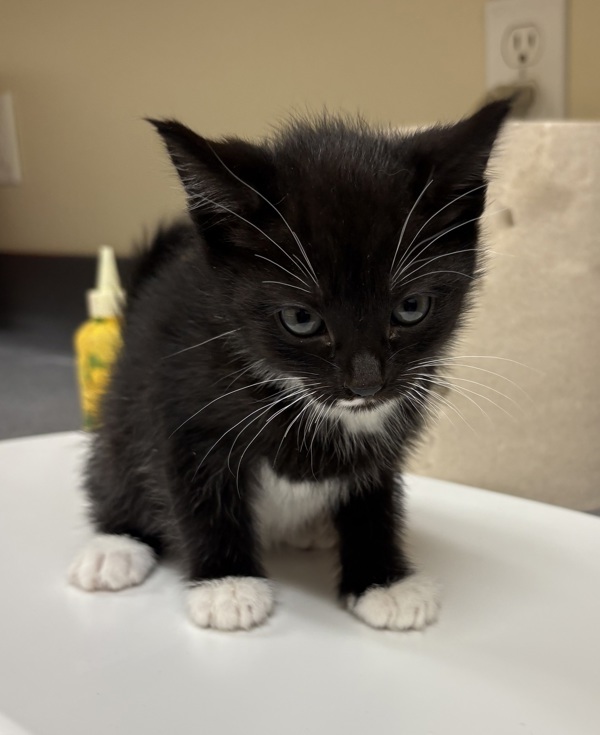 Rufus