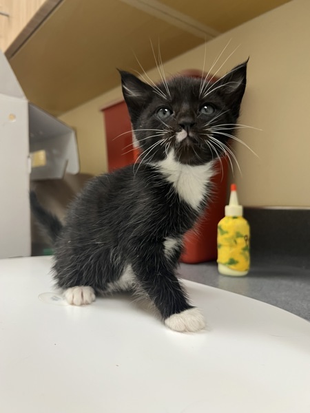 Rufus, an adoptable Domestic Short Hair in Kennewick, WA, 99336 | Photo Image 2