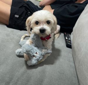 Fern (Franni) Mixed Breed Dog