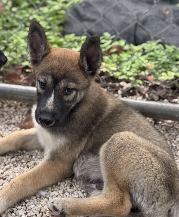 Lobo - Located In
