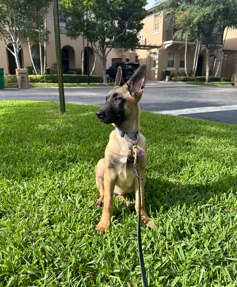 Karma formerly Space Litter (Rhea) - Located in North Carolina