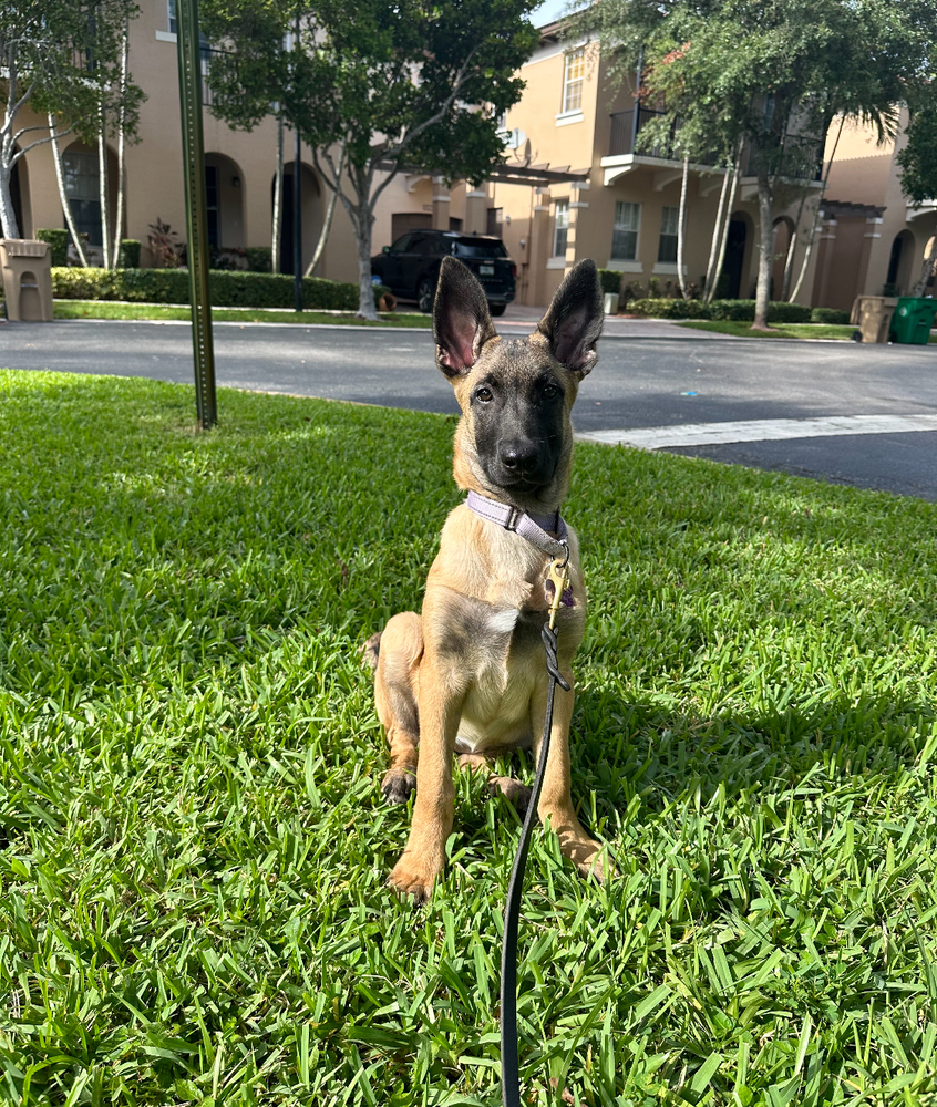 Karma formerly Space Litter (Rhea) - Located in North Carolina