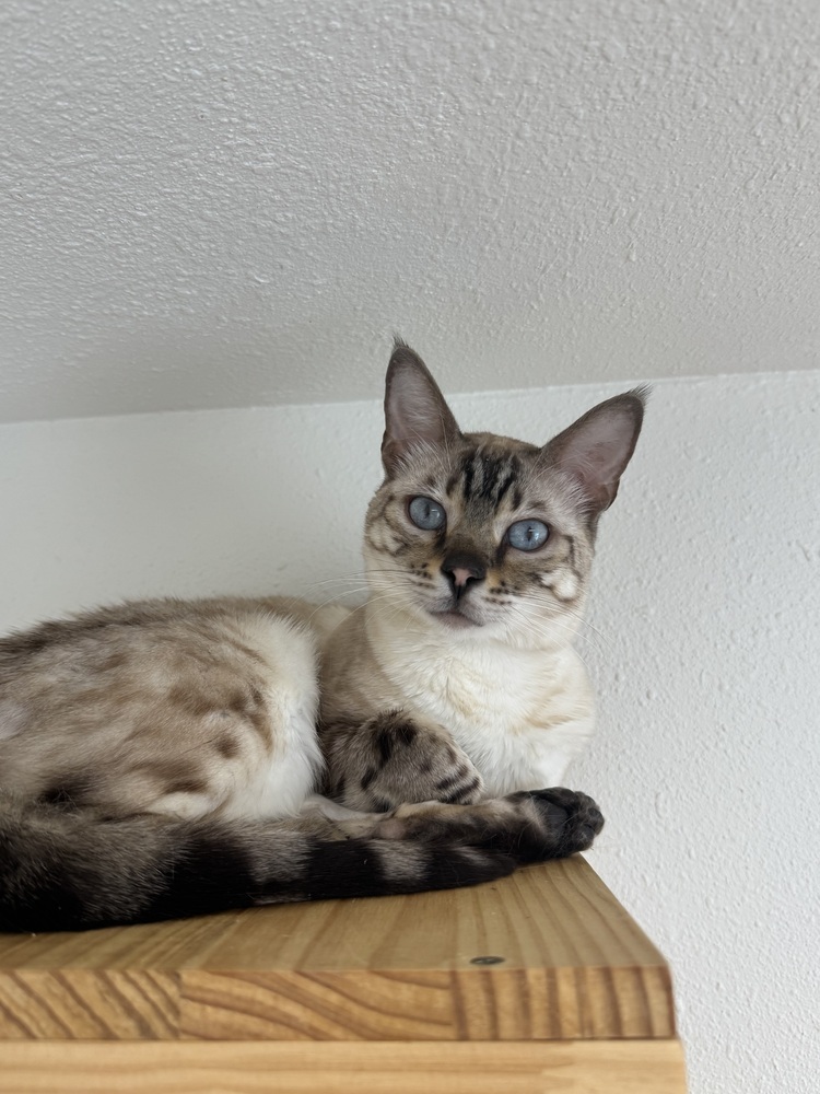 Merit, an adoptable Bengal in Fort collins, CO, 80526 | Photo Image 1