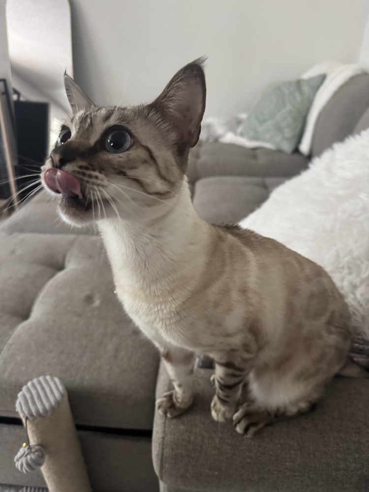 Merit, an adoptable Bengal in Fort collins, CO, 80526 | Photo Image 2