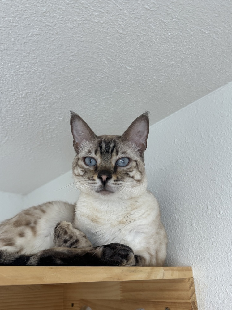 Merit, an adoptable Bengal in Fort collins, CO, 80526 | Photo Image 3