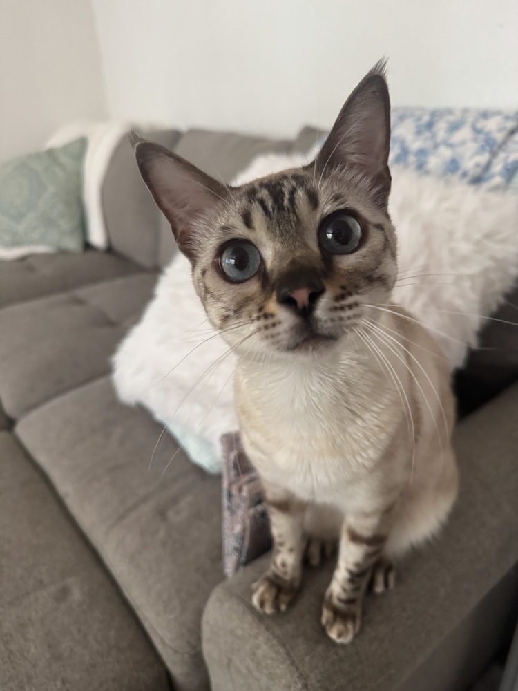 Merit, an adoptable Bengal in Fort collins, CO, 80526 | Photo Image 4