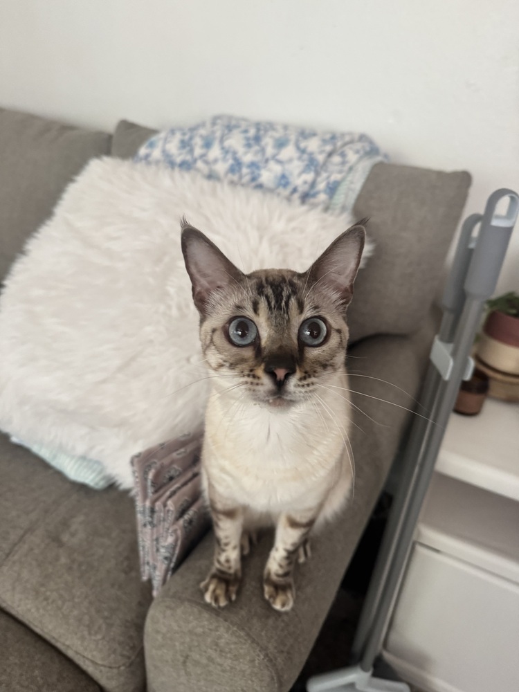 Merit, an adoptable Bengal in Fort collins, CO, 80526 | Photo Image 5