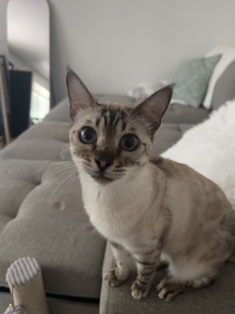 Merit, an adoptable Bengal in Fort collins, CO, 80526 | Photo Image 6