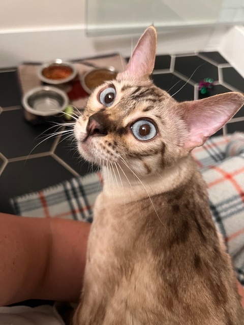 Bunny, an adoptable Bengal in Fort collins, CO, 80526 | Photo Image 1