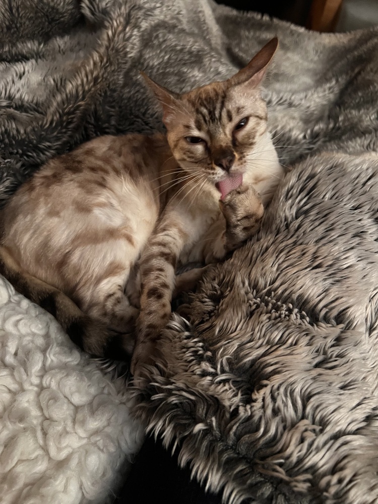 Bunny, an adoptable Bengal in Fort collins, CO, 80526 | Photo Image 2