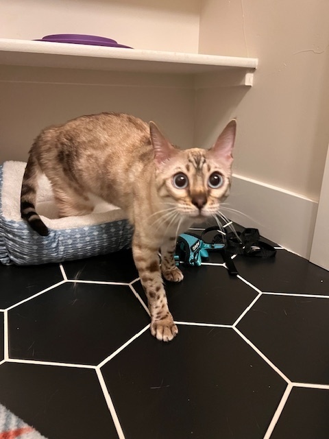 Bunny, an adoptable Bengal in Fort collins, CO, 80526 | Photo Image 3