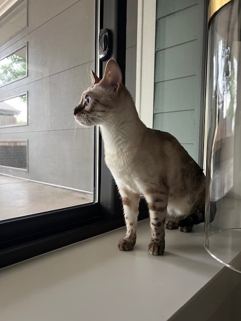 Bunny, an adoptable Bengal in Fort collins, CO, 80526 | Photo Image 5