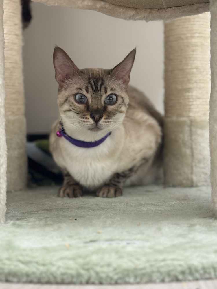 Bunny, an adoptable Bengal in Fort collins, CO, 80526 | Photo Image 6