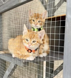 Celery Domestic Short Hair Cat