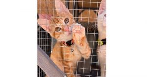 Carrot Domestic Short Hair Cat