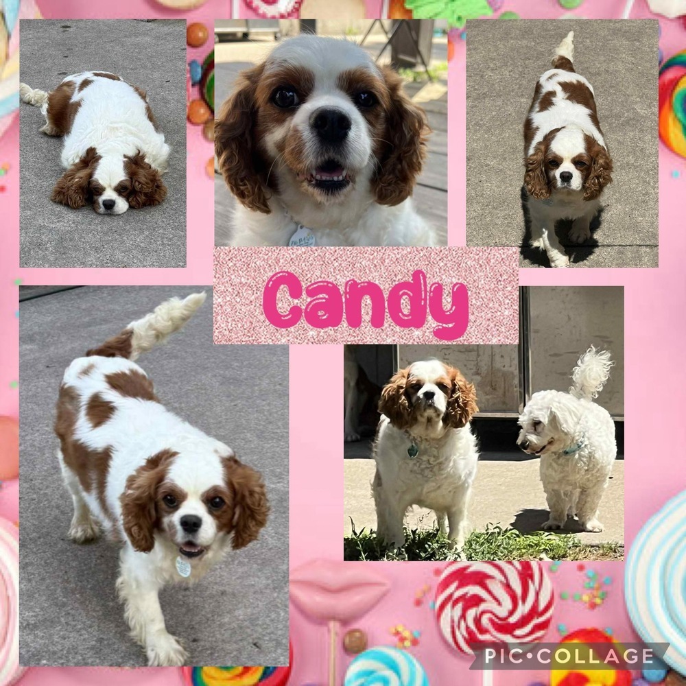 Candy
