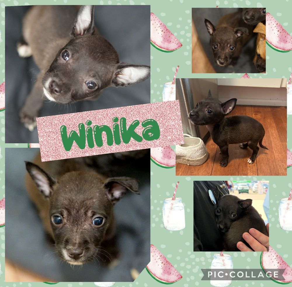 Winika