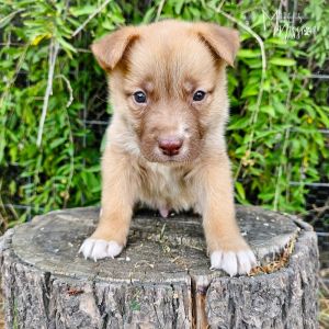 Noogie Siberian Husky Dog