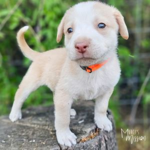 Wet Willy Siberian Husky Dog