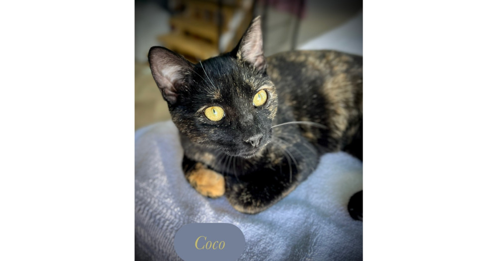 Coco
