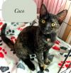 Coco photo 5