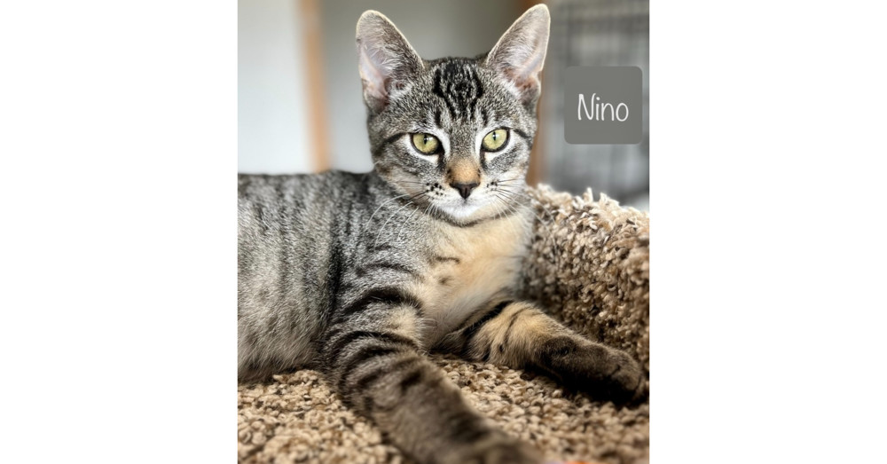 Nino