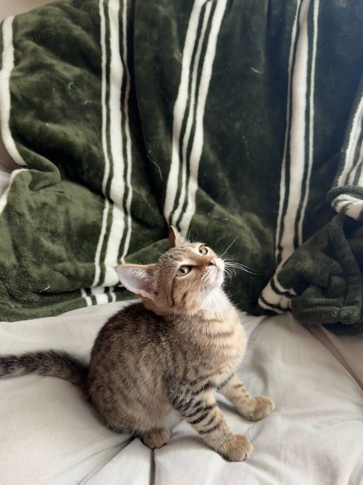 Poe, an adoptable Domestic Short Hair in Emporia, KS, 66801 | Photo Image 1