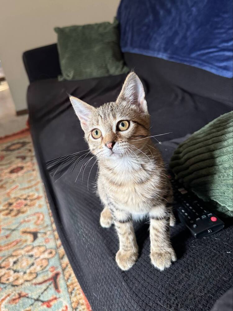 Poe, an adoptable Domestic Short Hair in Emporia, KS, 66801 | Photo Image 2