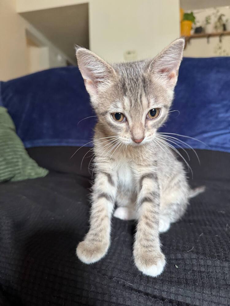 Austen, an adoptable Domestic Short Hair in Emporia, KS, 66801 | Photo Image 2