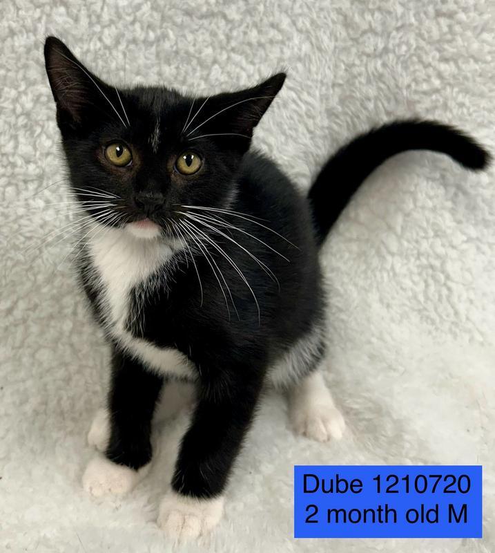 Dube