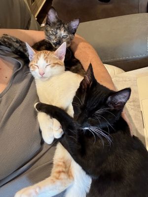 Meet Grover Pismo and Avila - the ultimate lap kitten trio At just around 4 m