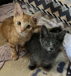 This sweet and gentle bonded pair w ere born in April and ready for their foreve