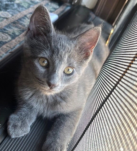 Kitten Jynx
