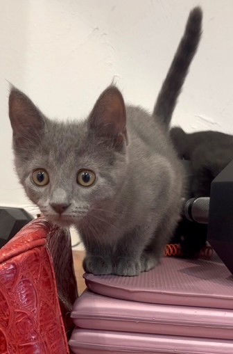 Kitten Jynx