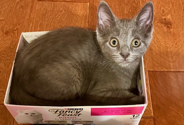 Kitten Jynx