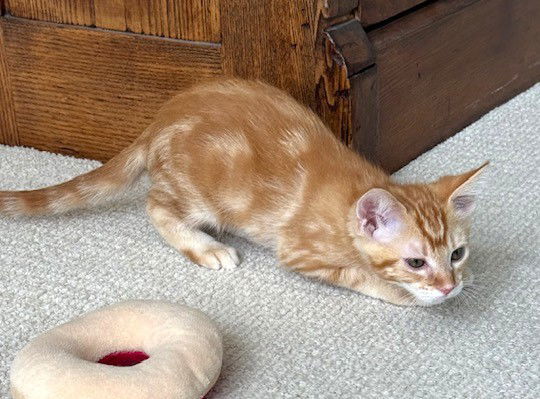 Kitten Kimber
