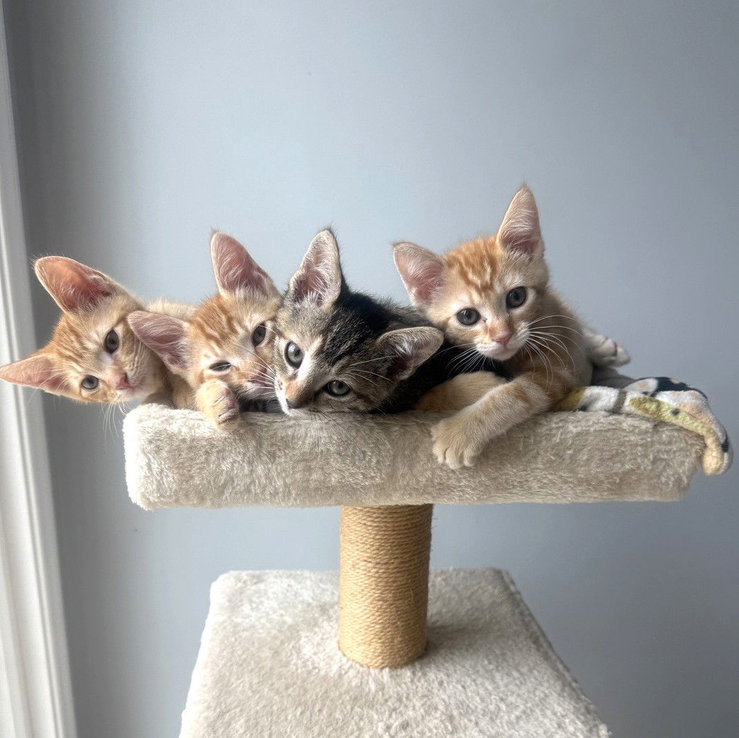 Kitten Kimber