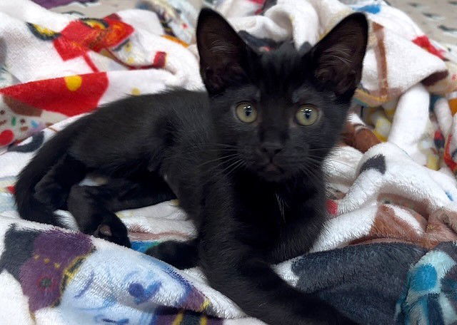 Kitten Jumbreon